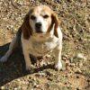 Noel - 4 Anni (Nata Indicativamente Ad Agosto 2021)  - Beagle  - Taglia: Medio Piccola – Anche Se Devo Perdere Peso